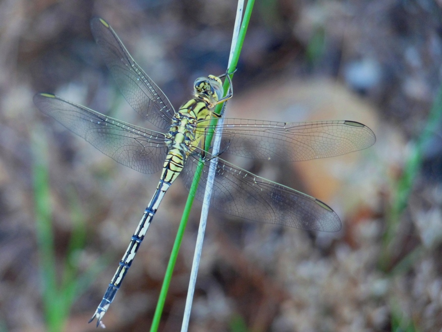 Da determinare - Orthetrum trinacria